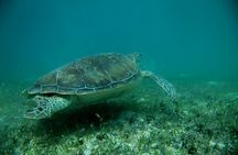Experience swimming with turtles and explore the ruins of Tulum. Lunch included.