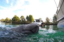 Small Group Manatee Swim Tour With Free Photos