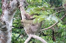 2-in-1 Arenal Volcano Hike + La Fortuna Waterfall