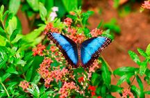 3-in-1 Monteverde Cloud Forest Hanging Bridges, Ziplining and Butterfly Garden
