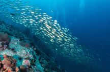 Koh Tao and Koh Nang Yuan Snorkeling Day Tour by Speedboat