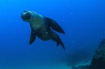 Arch Boat Tour and Snorkeling at Pelican Rock