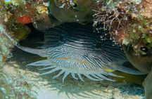 FunDiving in Cozumel - By Ferry - 2 Tanks in the wonderful Caribbean sea
