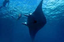 Reef Discovery Private Dream Day Tour