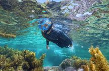 Rottnest Island Guided Snorkel Boat Experience