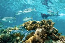 Rottnest Island Guided Snorkel Boat Experience