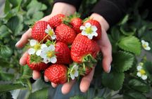 Strawberry Picking, Winter Sled with Eobi Ice Valley from Seoul
