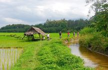 Chiang Mai Rice Fields Biking Tour