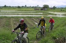 Chiang Mai Rice Fields Biking Tour