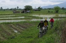 Chiang Mai Rice Fields Biking Tour