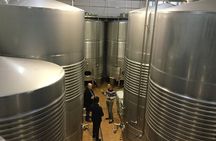 Bilbao Txakoli Wine Tasting & Local Flavors in Urdaibai Biosphere