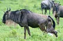 5 Days Private Budget Lodge Safari to Serengeti & Ngorongoro