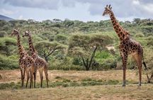 5 Days Private Budget Lodge Safari to Serengeti & Ngorongoro