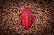 Day Trip from Guayaquil to Howler Monkey Trail and Cacao Farm