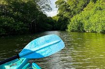 Kayak Through the Mangroves 