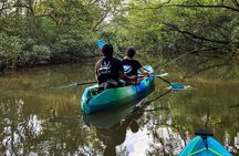 Kayak Through the Mangroves 