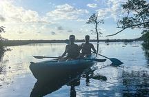 Kayak Through the Mangroves 