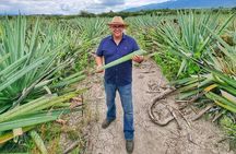 Tour Monte Albán, Hierve el agua, Teotitlán Del Valle and Mezcal