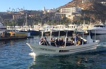 Cabo San Lucas Whale Watching: Hear the Whales as You See Them