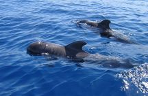Tenerife Ecoyacht Tour for Whale Watching