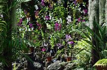 Full Day-Mudpools,Village,Temple,Sleeping Giant Gardens,Shopping Ex Coral Coast
