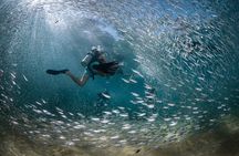 2 Dives in the Cabo Marine Park
