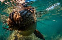 2 Dives in the Cabo Marine Park