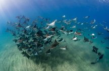 2 Dives in the Cabo Marine Park