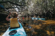 Dolphin Sanctuary Kayak Tour Adelaide