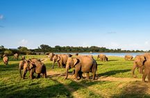 7 Days Sri Lanka Culture and Nature Private Tour from Colombo