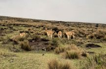 Day Trip Chimborazo Volcano & Balbanera’s Church From Guayaquil