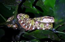 Shared Monteverde Night Tour 