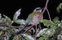 Shared Monteverde Night Tour 