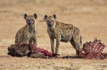 2-Days Safari Tour in Tarangire & Ngorongoro Crater