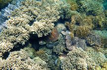 2 1/4 hr Low Isles Reef Sprinter Snorkelling Tour 