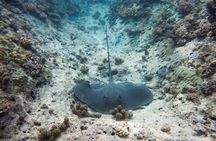 3h dolphin and snorkeling tour in a wild lagoon with Mobydick
