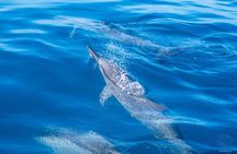 3h dolphin and snorkeling tour in a wild lagoon with Mobydick
