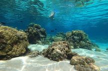 3h dolphin and snorkeling tour in a wild lagoon with Mobydick

