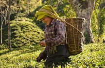 Tea Pluckers' Day