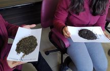 Tea Pluckers' Day