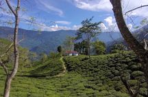 Tea Pluckers' Day