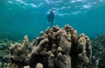 Coral By Kayak - Ningaloo Reef Half Day Kayak & Snorkel Tour