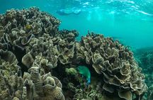 Coral By Kayak - Ningaloo Reef Half Day Kayak & Snorkel Tour