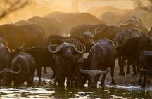 Discover the Luxury Safari in Serengeti National Park from Zanzibar