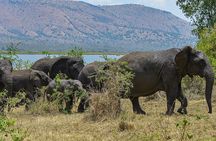 Discover the Luxury Safari in Serengeti National Park from Zanzibar