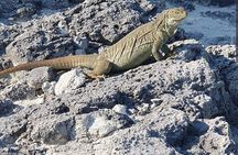  Clear Bottom Kayaks Mangrove and Iguana Tour