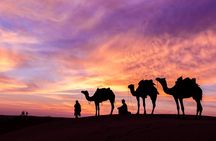Evening Desert Safari with BBQ Dinner and Live Shows