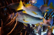 Private Snorkeling, Fishing and Beach Picnic Tour