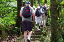 Gros Piton Hike in St. Lucia (Private)