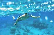 Snorkel Adventure through the Sea of Cortez